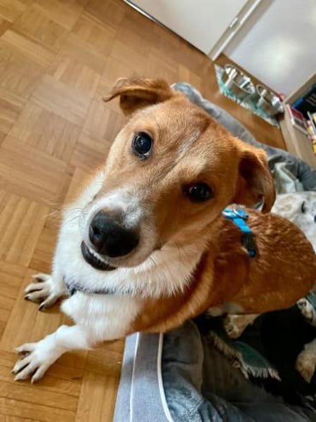 SNUF, m., kastr., geb. 2022, ca. 35 cm