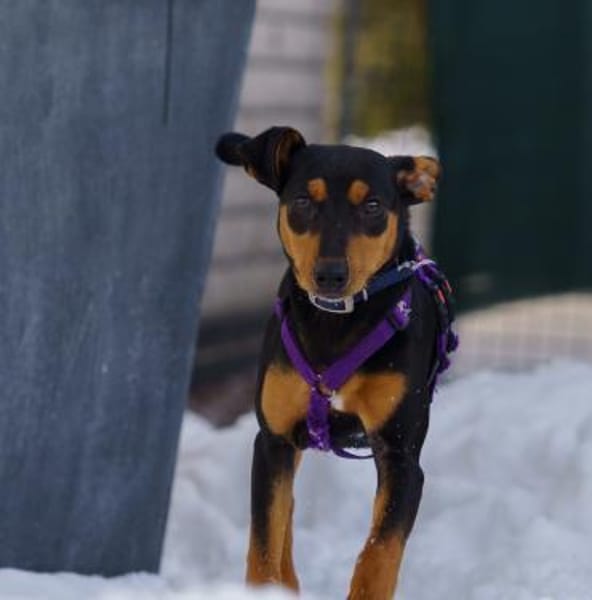 Franky2 sucht ein Zuhause