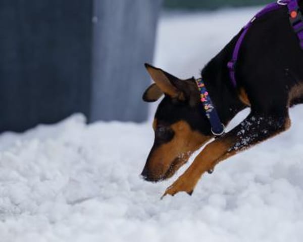 Franky2 sucht ein Zuhause