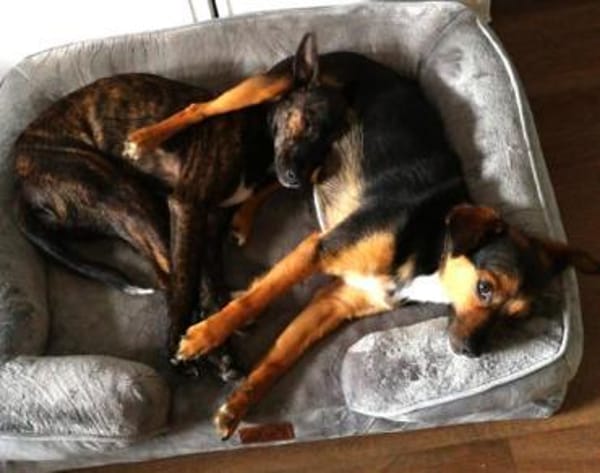 Emma2 sucht ein Zuhause