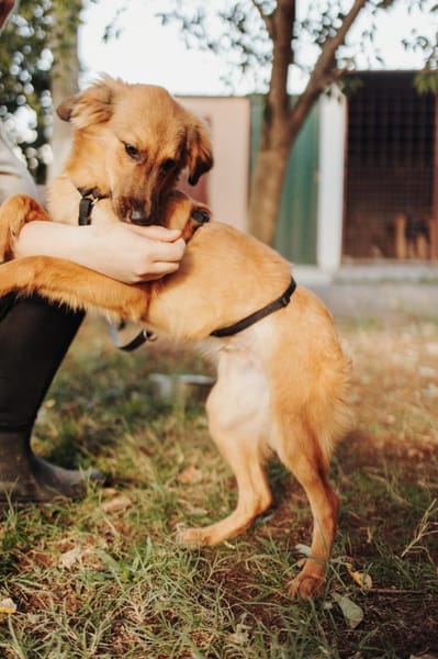 Lieber junger Bruno sucht seine Familie!
