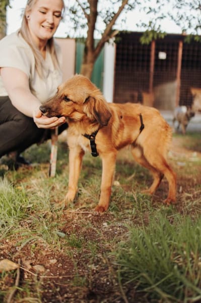 Lieber junger Bruno sucht seine Familie!