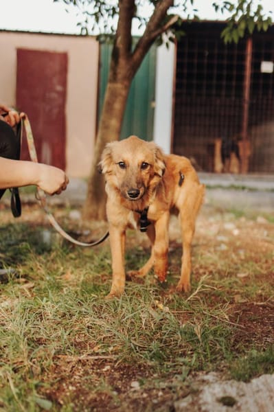 Lieber junger Bruno sucht seine Familie!
