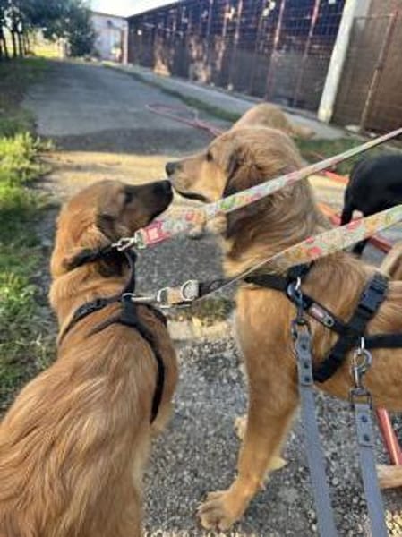 Lieber junger Bruno sucht seine Familie!