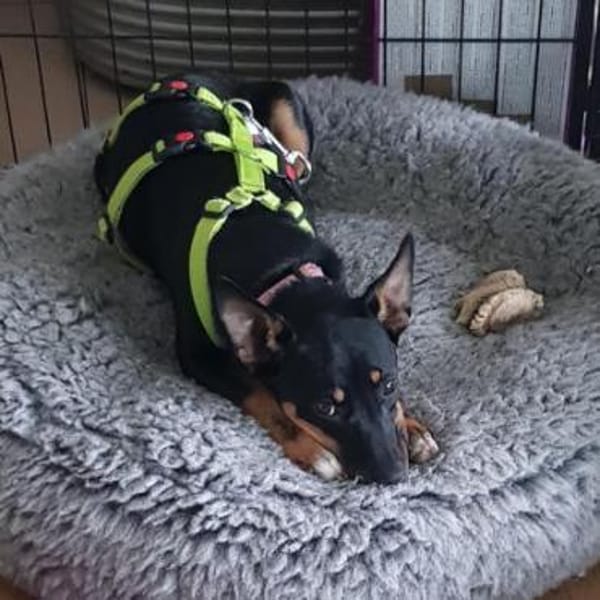 Blacky4 sucht ein Zuhause