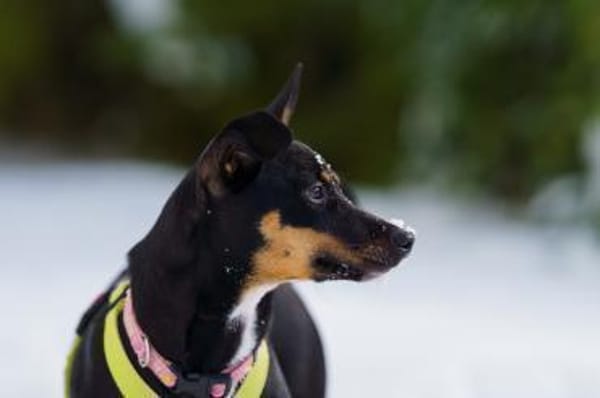 Blacky4 sucht ein Zuhause