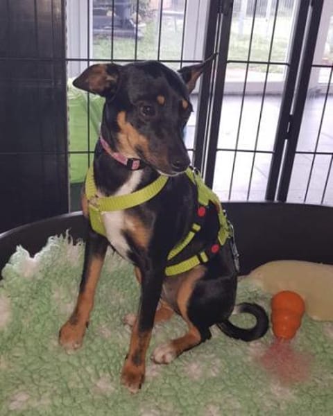 Blacky4 sucht ein Zuhause