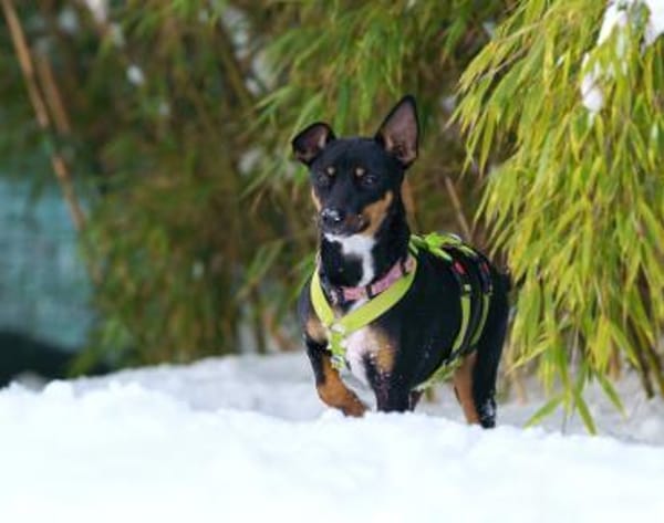 Blacky4 sucht ein Zuhause