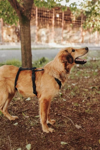Junger lieber Gustav sucht seine Familie