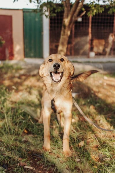 Junger lieber Gustav sucht seine Familie