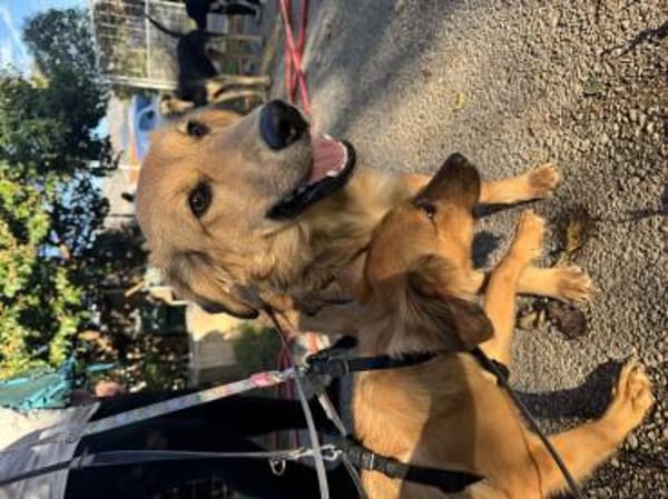 Junger lieber Gustav sucht seine Familie