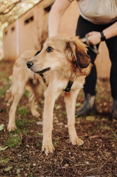 Junger lieber Gustav sucht seine Familie