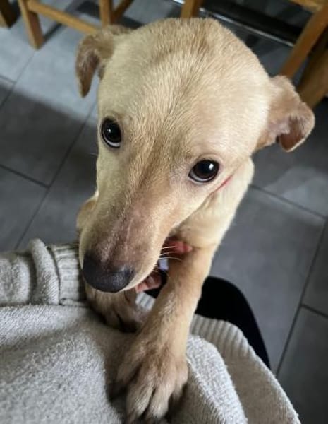 Ilvy - menschenbezogen - in DE