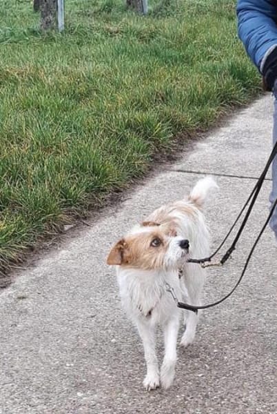 Aramis1 sucht ein Zuhause