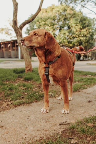 Liebe Treue Suhsi sucht ihre Familie!