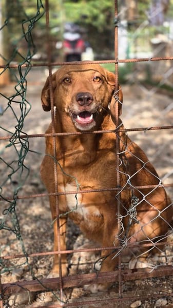 Liebe Treue Suhsi sucht ihre Familie!