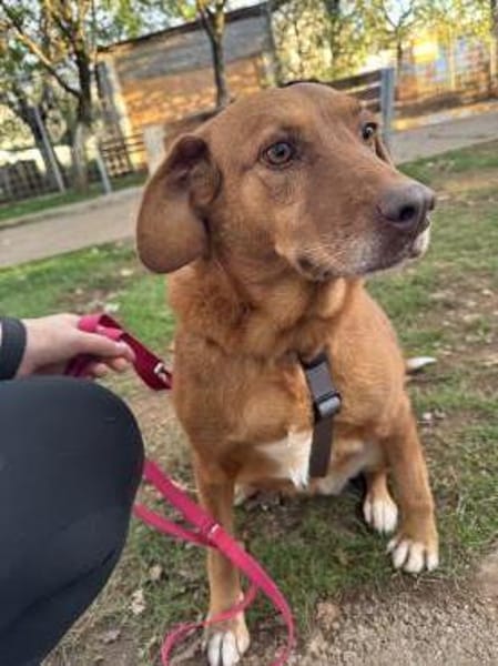 Liebe Treue Suhsi sucht ihre Familie!