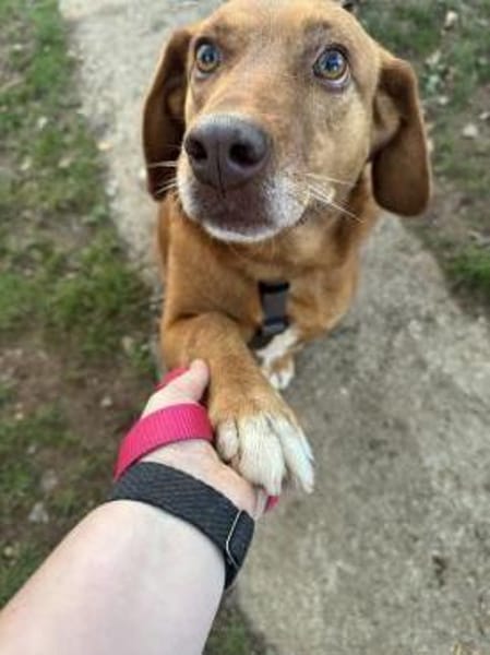 Liebe Treue Suhsi sucht ihre Familie!