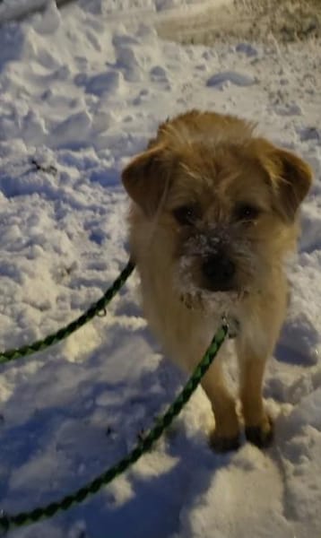 Peggy, kleiner Wuschel sucht Familie