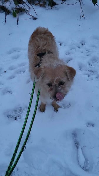 Peggy, kleiner Wuschel sucht Familie