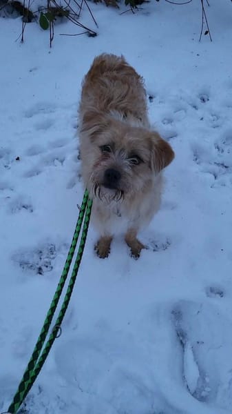 Peggy, kleiner Wuschel sucht Familie