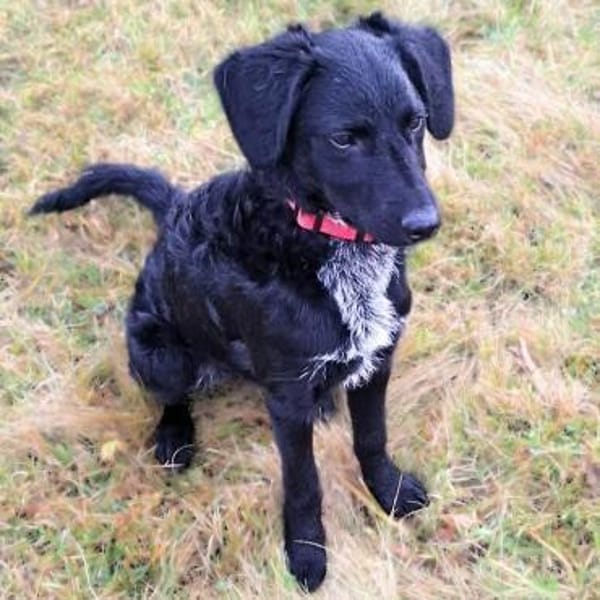 Nero - lebt mit Katzen zusammen