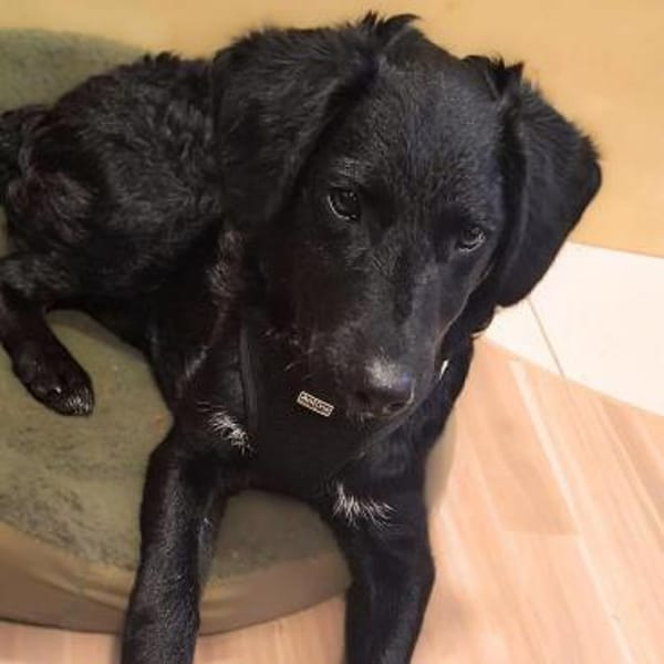 Nero - lebt mit Katzen zusammen