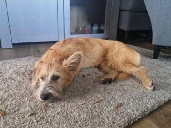 Pia 3 -neugierig und aufgeweckt-