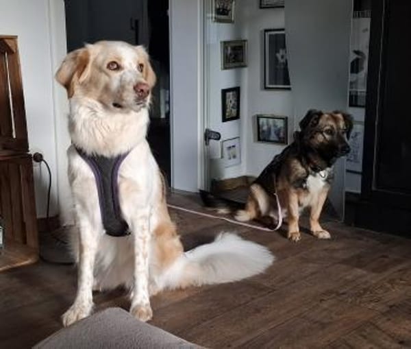 Pino - Einfühlungsvermögen wäre gut