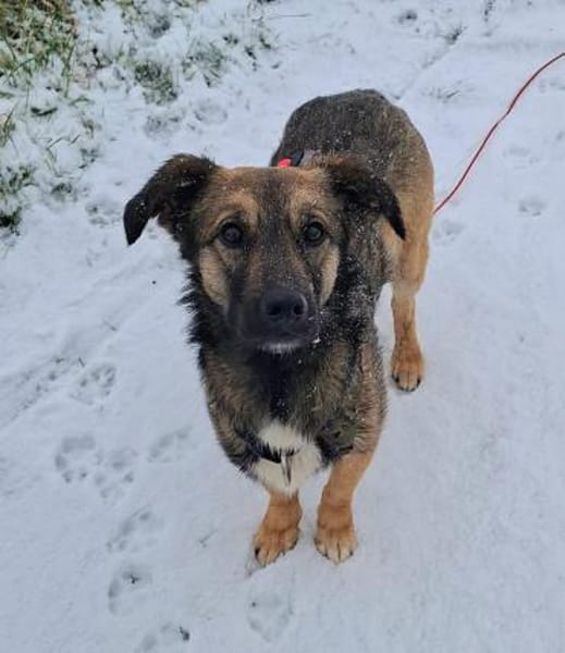 Pino - Einfühlungsvermögen wäre gut