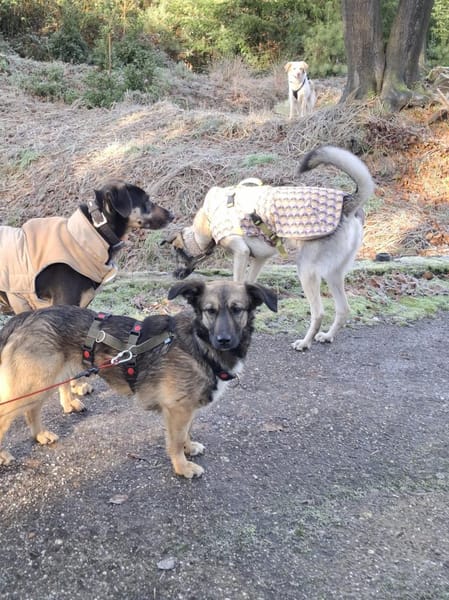 Pino - Einfühlungsvermögen wäre gut