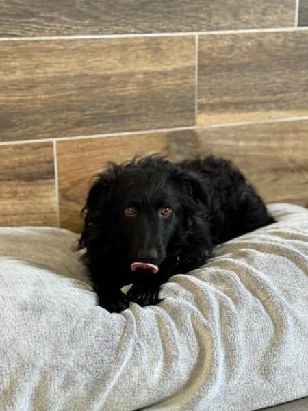 Koksi sucht seine Menschen🐾