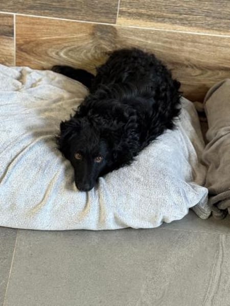 Koksi sucht seine Menschen🐾