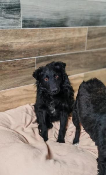 Koksi sucht seine Menschen🐾