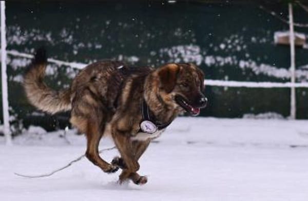 Die liebe 💕Raija 💕sucht ihre Menschen