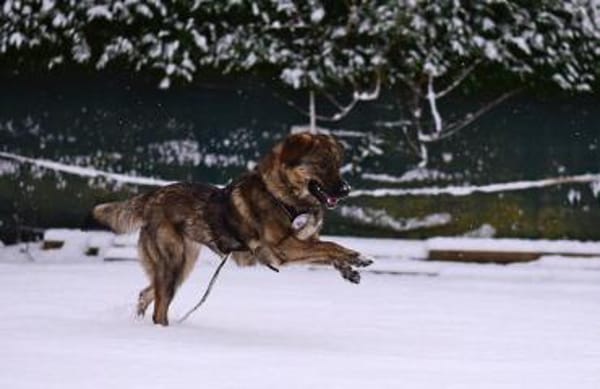 Die liebe 💕Raija 💕sucht ihre Menschen