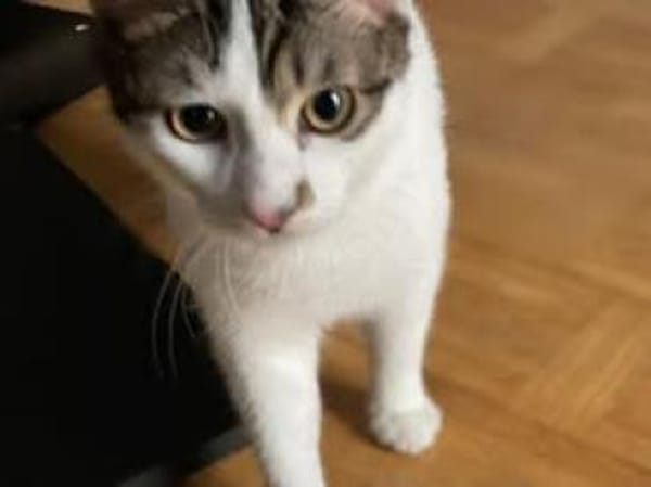 🐾Kater Ron sucht sein Für-immer-Zuhause