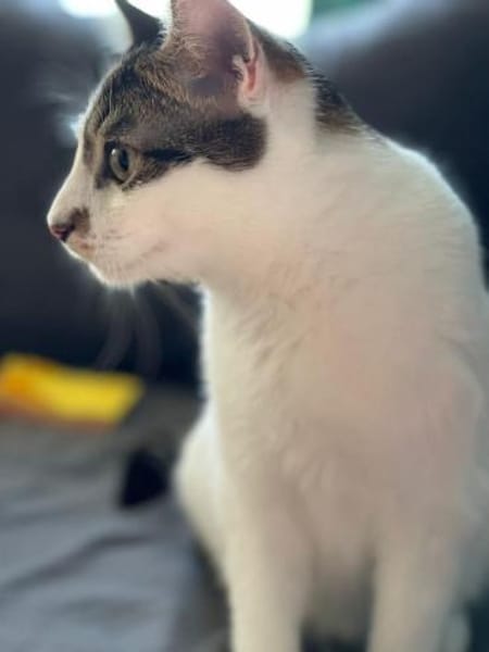 🐾Kater Ron sucht sein Für-immer-Zuhause