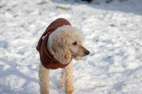 Gizi, liebes Pudelmädchen geb. 2018