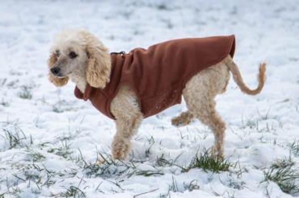 Gizi, liebes Pudelmädchen geb. 2018