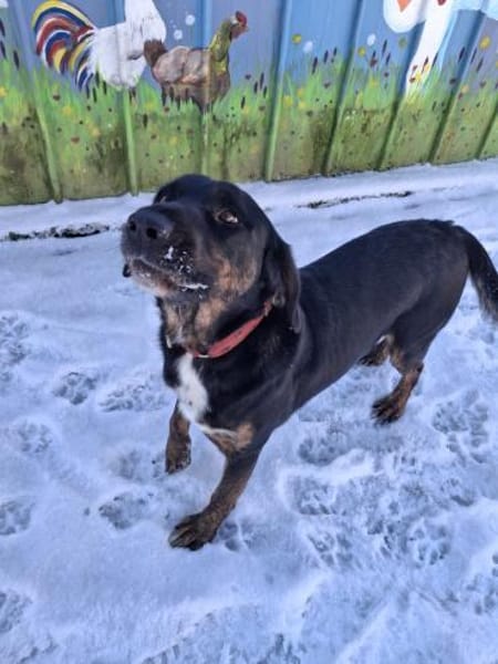 💙Leo💙 sucht ein für immer Zuhause