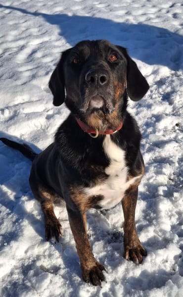 💙Leo💙 sucht ein für immer Zuhause