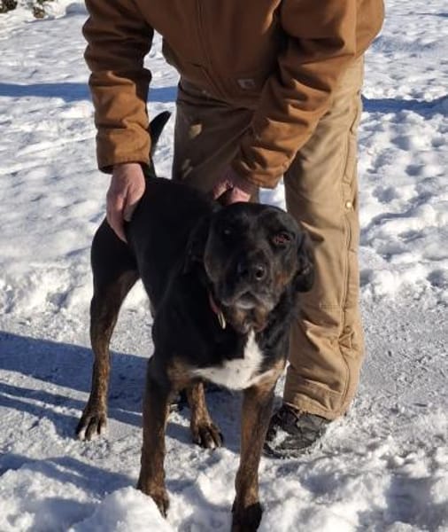 💙Leo💙 sucht ein für immer Zuhause