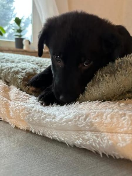 Spencersucht sein großes Glück