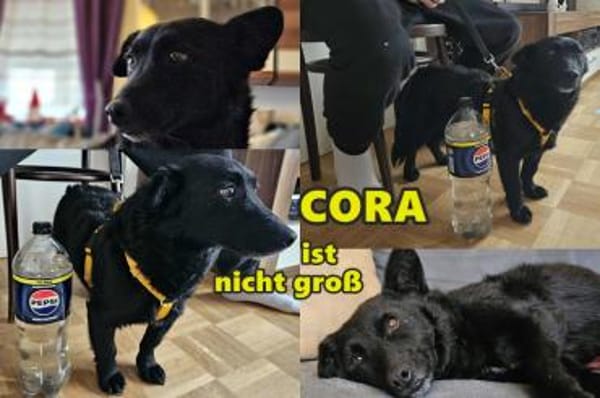 Cora mag erlebnisreiche Spaziergänge