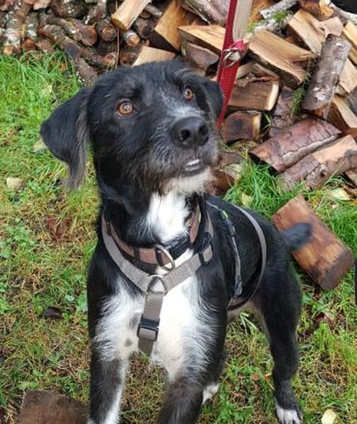 Puffi sucht seine Menschen