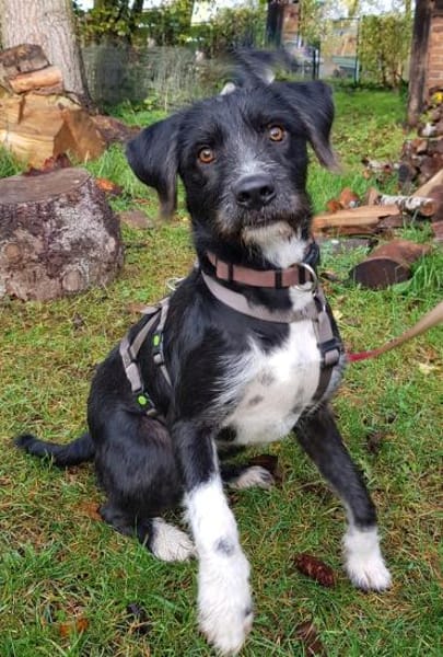 Puffi sucht seine Menschen