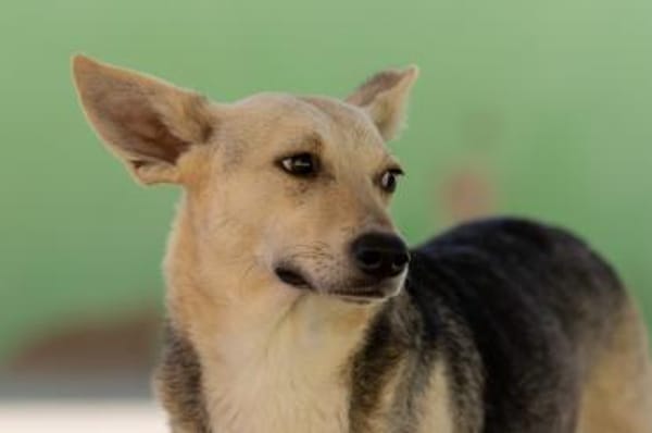 Mary Beth sucht ihr Zuhause