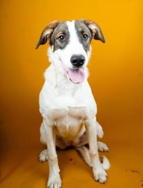 Luna sucht ihr Glück