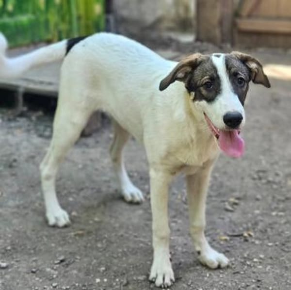 Luna sucht ihr Glück